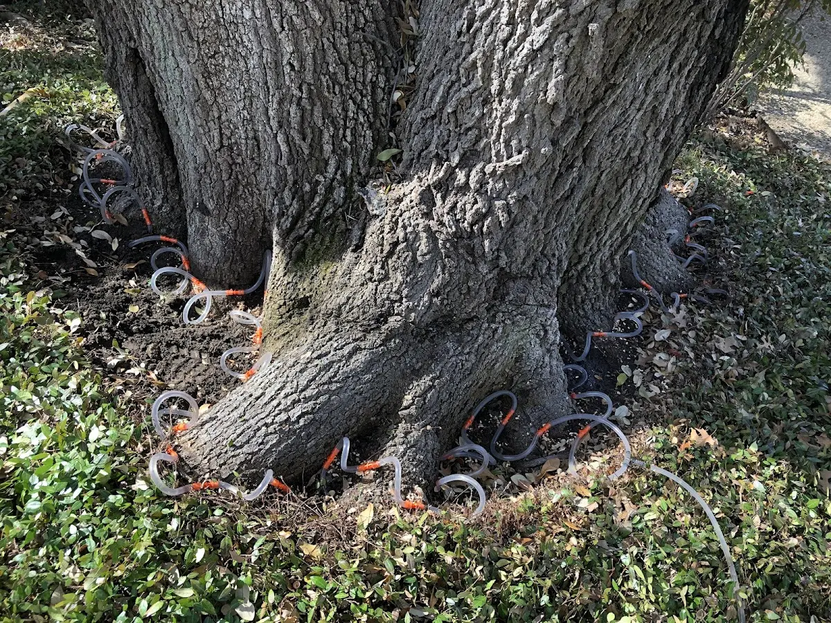 Detailed Tree Cabling and Bracing job site in Osterville