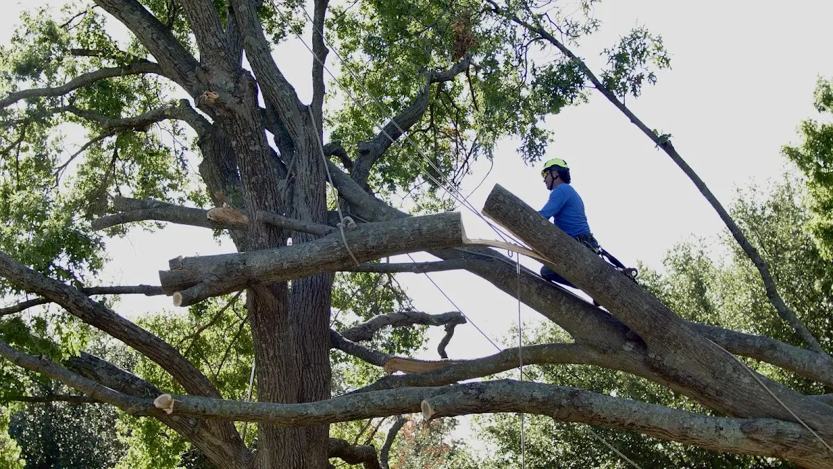 Professional Crown Thinning performed by certified arborists in Osterville